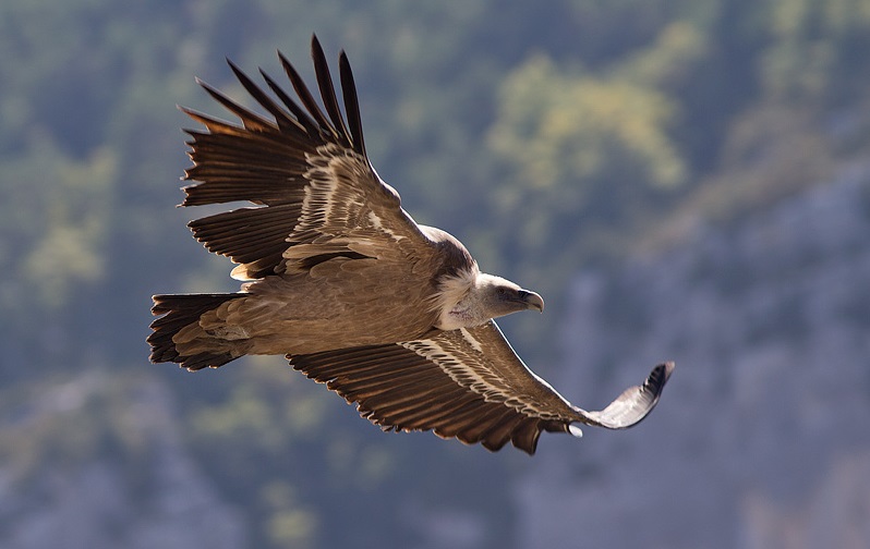 Vautours dans le verdon